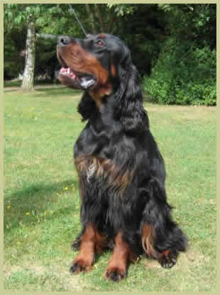 Gordon Setter